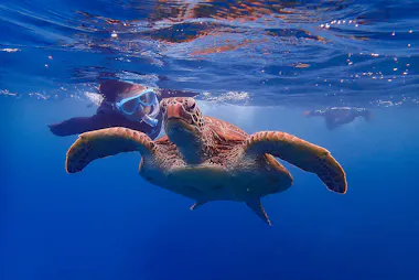 Yakushima Snorkeling