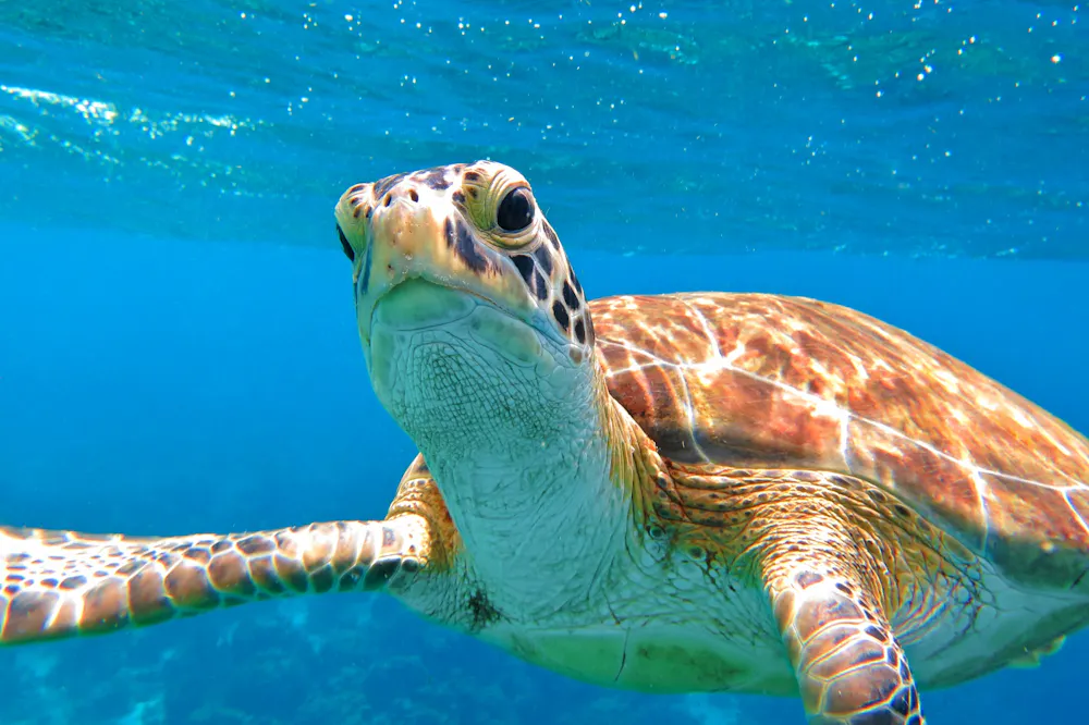 Snorkeling with Sea Turtle
