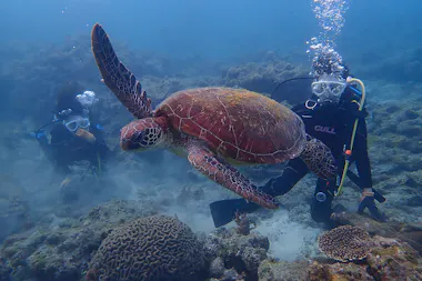 Yakushima Snorkeling