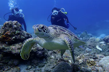 Yakushima Snorkeling