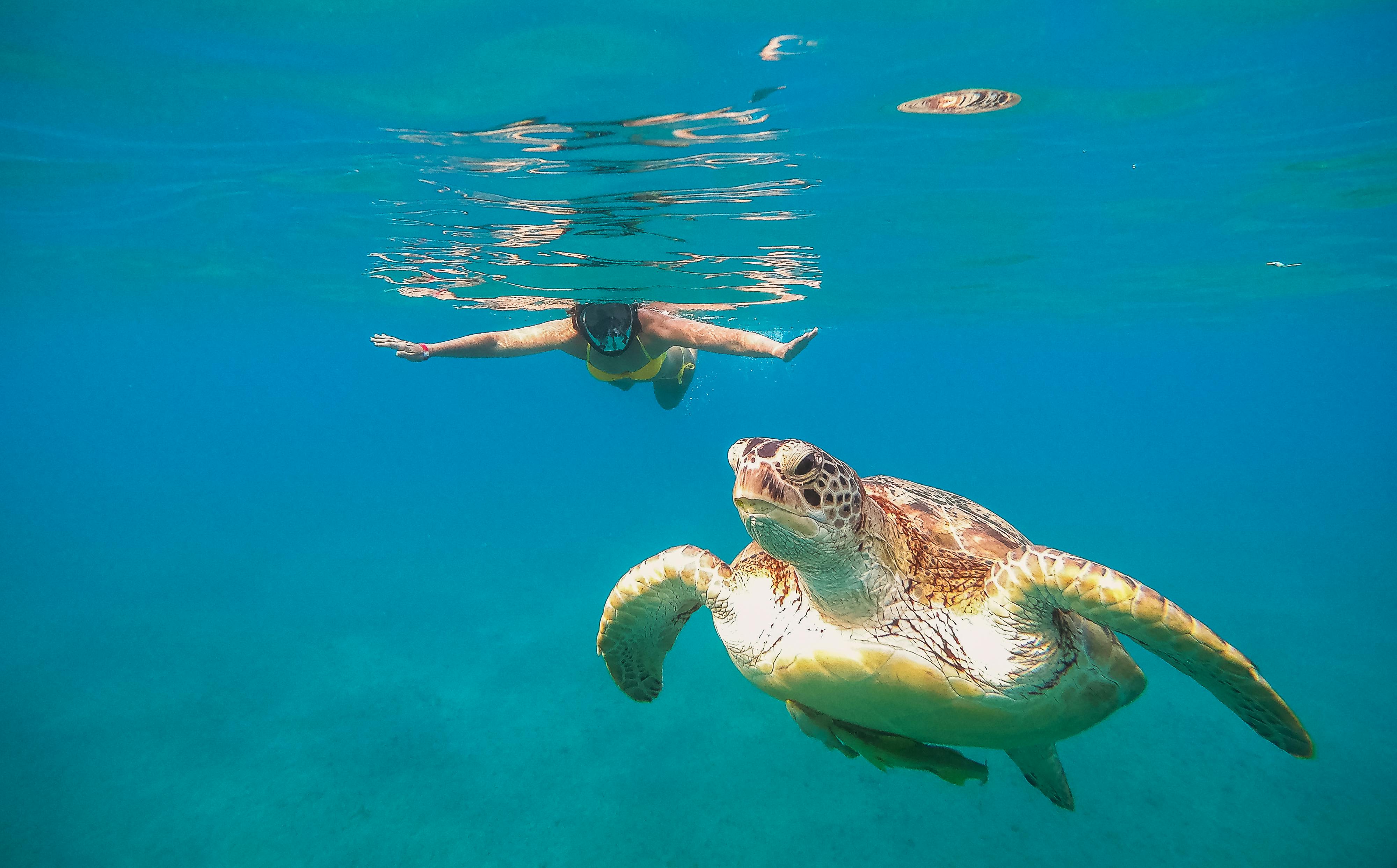 Snorkeling with Sea Turtle