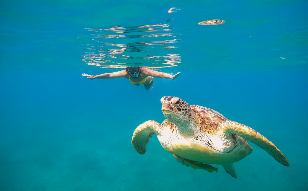 Snorkeling with Sea Turtle