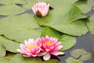 Pink water lilies with yellow centers float on a pond surrounded by large green lily pads, some of which have water droplets on them.