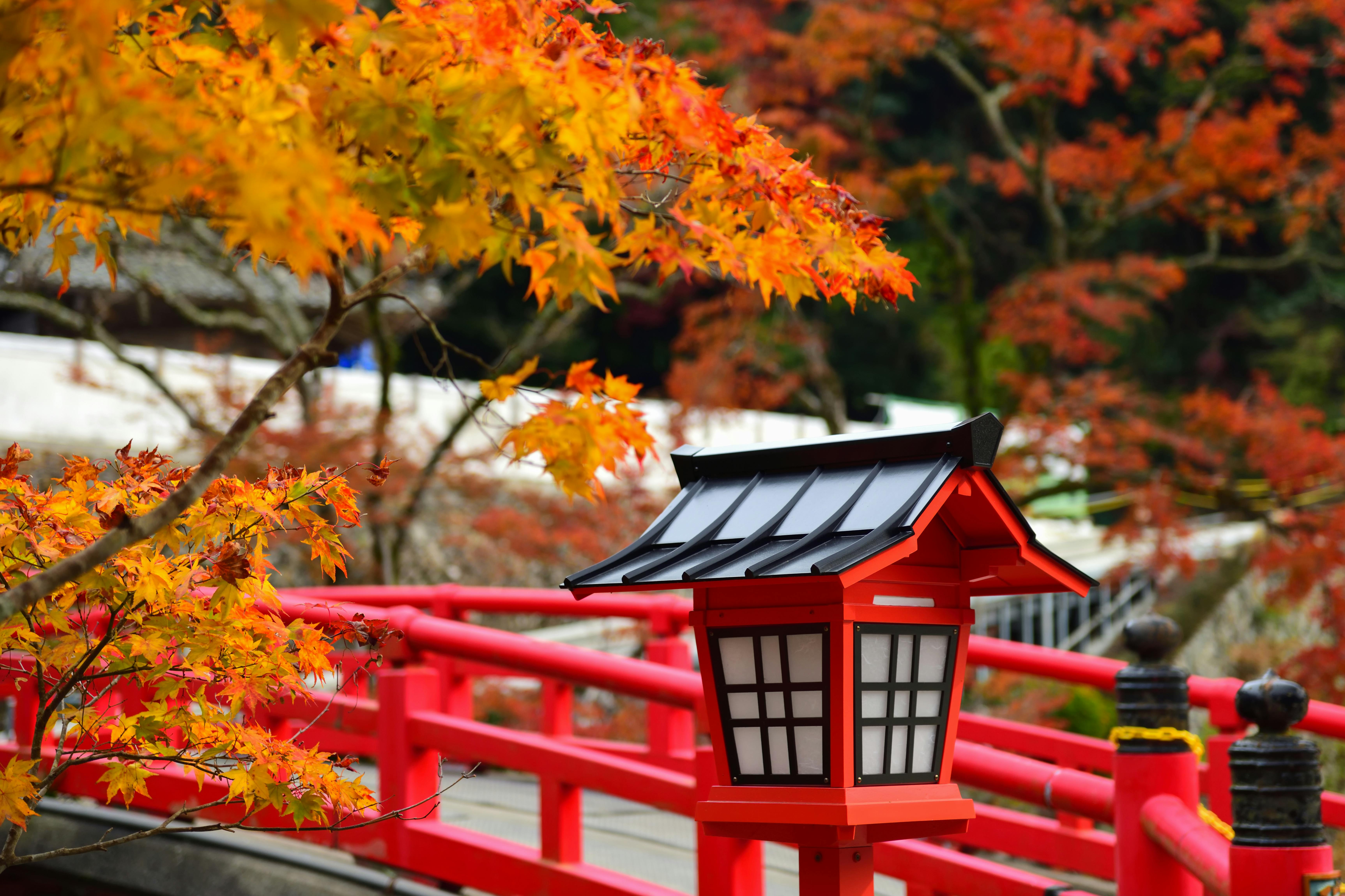 A red Japanese lantern stands beside a red bridge, surrounded by vibrant autumn leaves in shades of orange and yellow. The background features blurred trees with colorful foliage.
