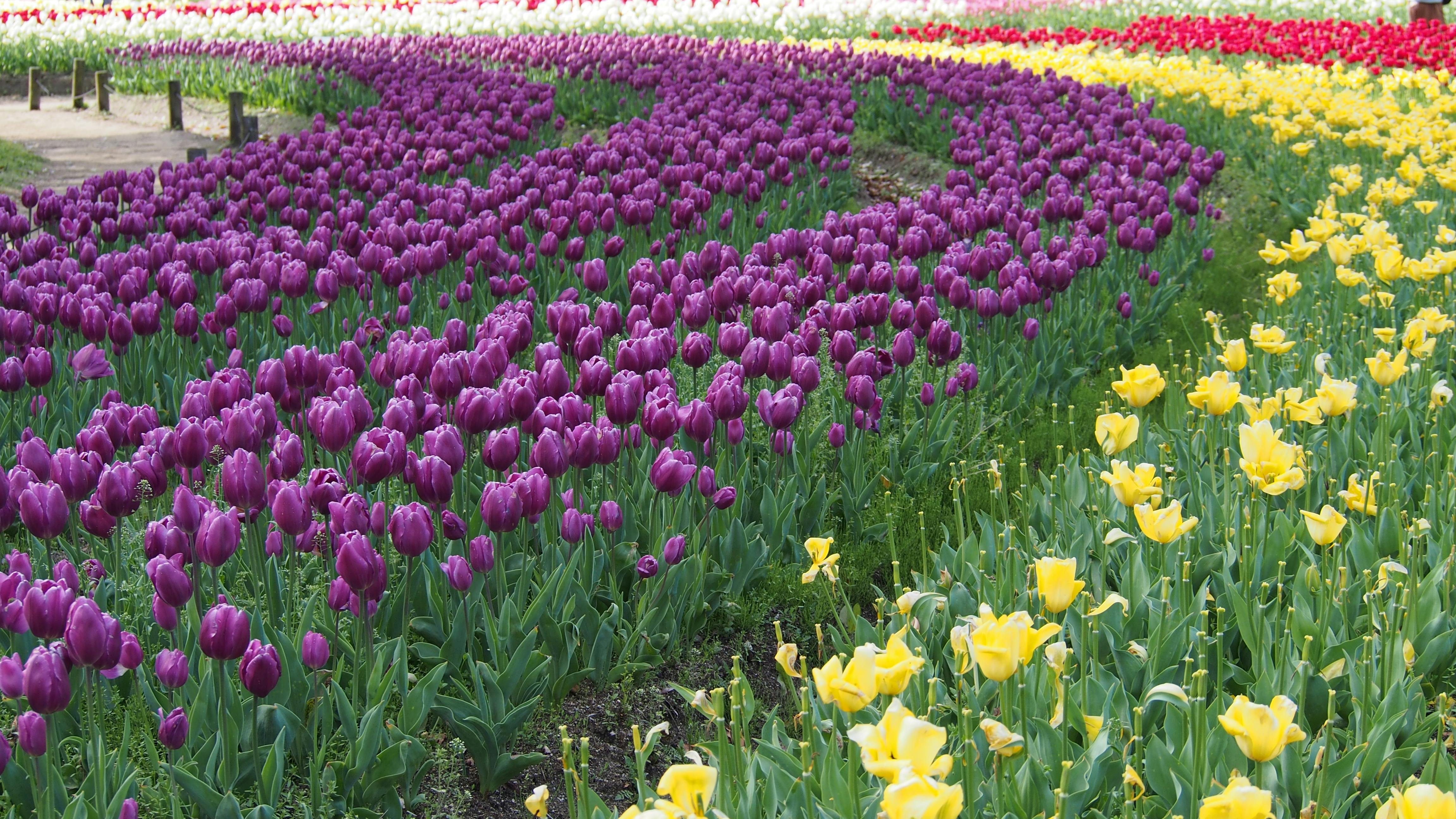 Expo '70 Commemorative Park - Trip To Japan