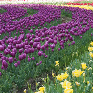 Expo '70 Commemorative Park Rows of purple and yellow tulips are planted in curved patterns in a garden, with additional red and white tulips visible in the background. Green foliage surrounds the vibrant, blooming flowers.