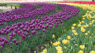 Rows of purple and yellow tulips are planted in curved patterns in a garden, with additional red and white tulips visible in the background. Green foliage surrounds the vibrant, blooming flowers.