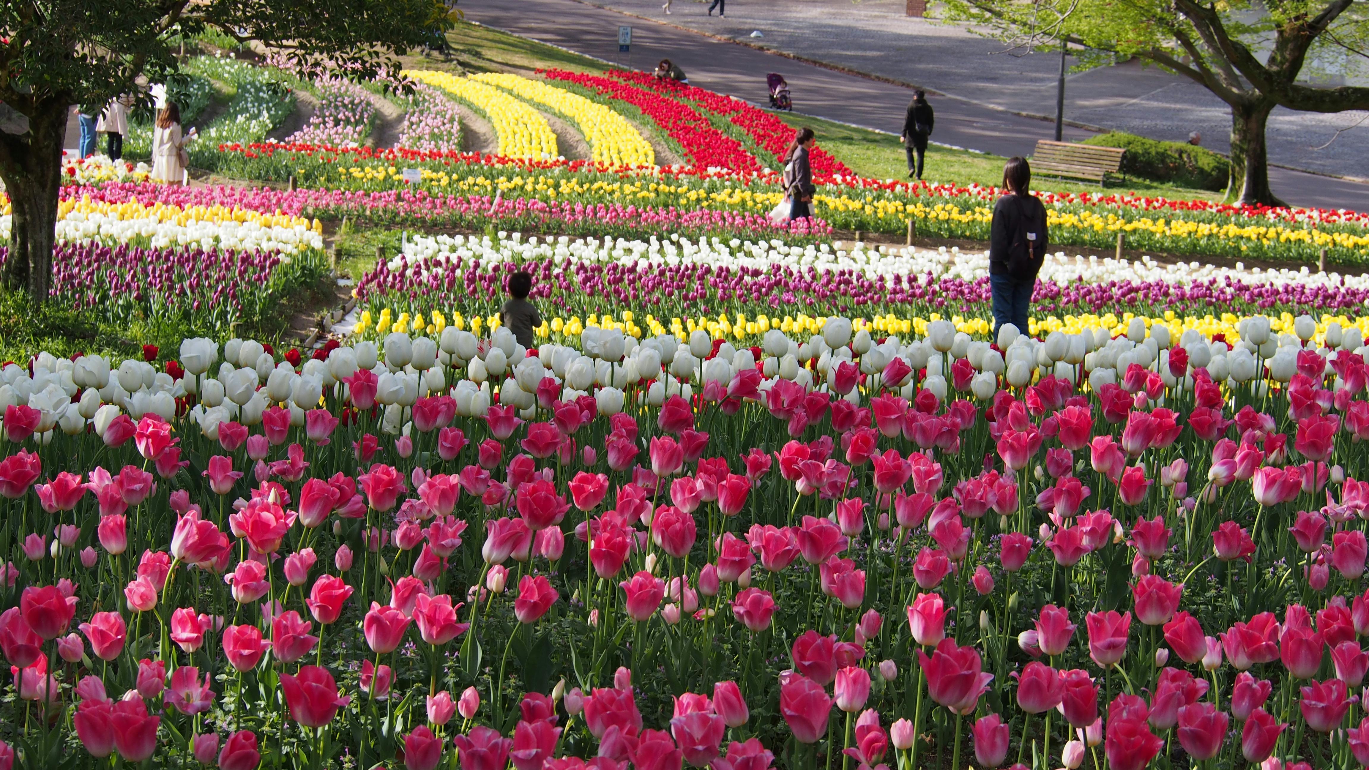 People walk through a park filled with colorful rows of blooming tulips in shades of pink, white, yellow, and red on a sunny day, with green trees and grass surrounding the flower beds.