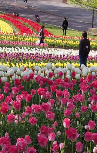 Expo '70 Commemorative Park People walk through a park filled with colorful rows of blooming tulips in shades of pink, white, yellow, and red on a sunny day, with green trees and grass surrounding the flower beds.