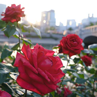 Close-up of vibrant red roses in bloom, with green leaves and stems, set against a blurred urban background featuring buildings, a bridge, and sunlight shining through.
