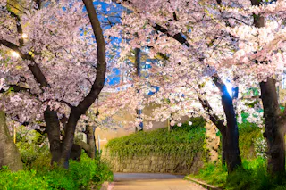 A path lined with blooming cherry blossom trees, their pink flowers arching overhead, illuminated by soft lights in the evening. Green grass and a stone wall border the walkway, creating a peaceful, scenic atmosphere.