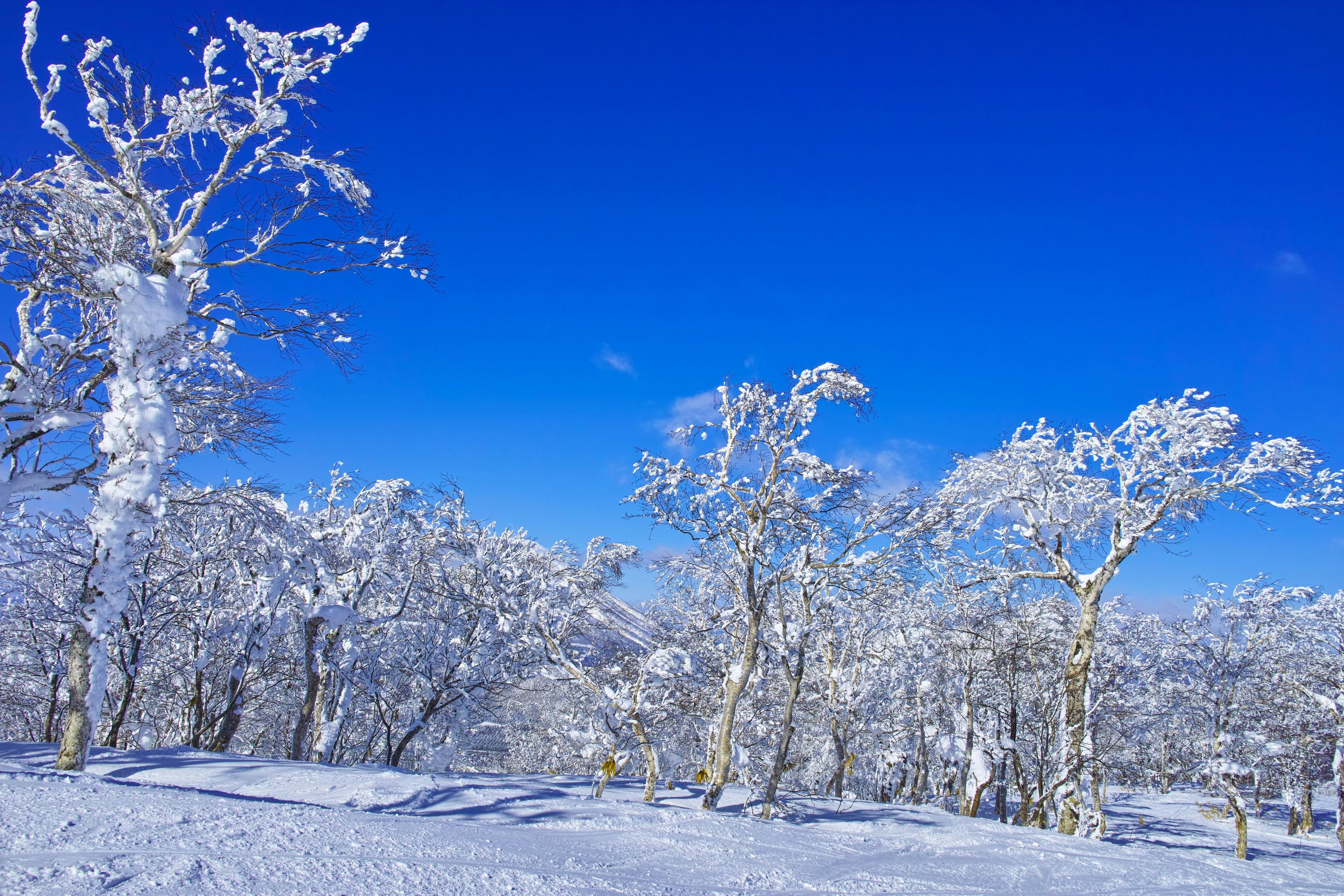 Snow-covered trees stand under a clear, vibrant blue sky on a sunny winter day. The ground and branches are blanketed in white snow, creating a serene and bright winter landscape.