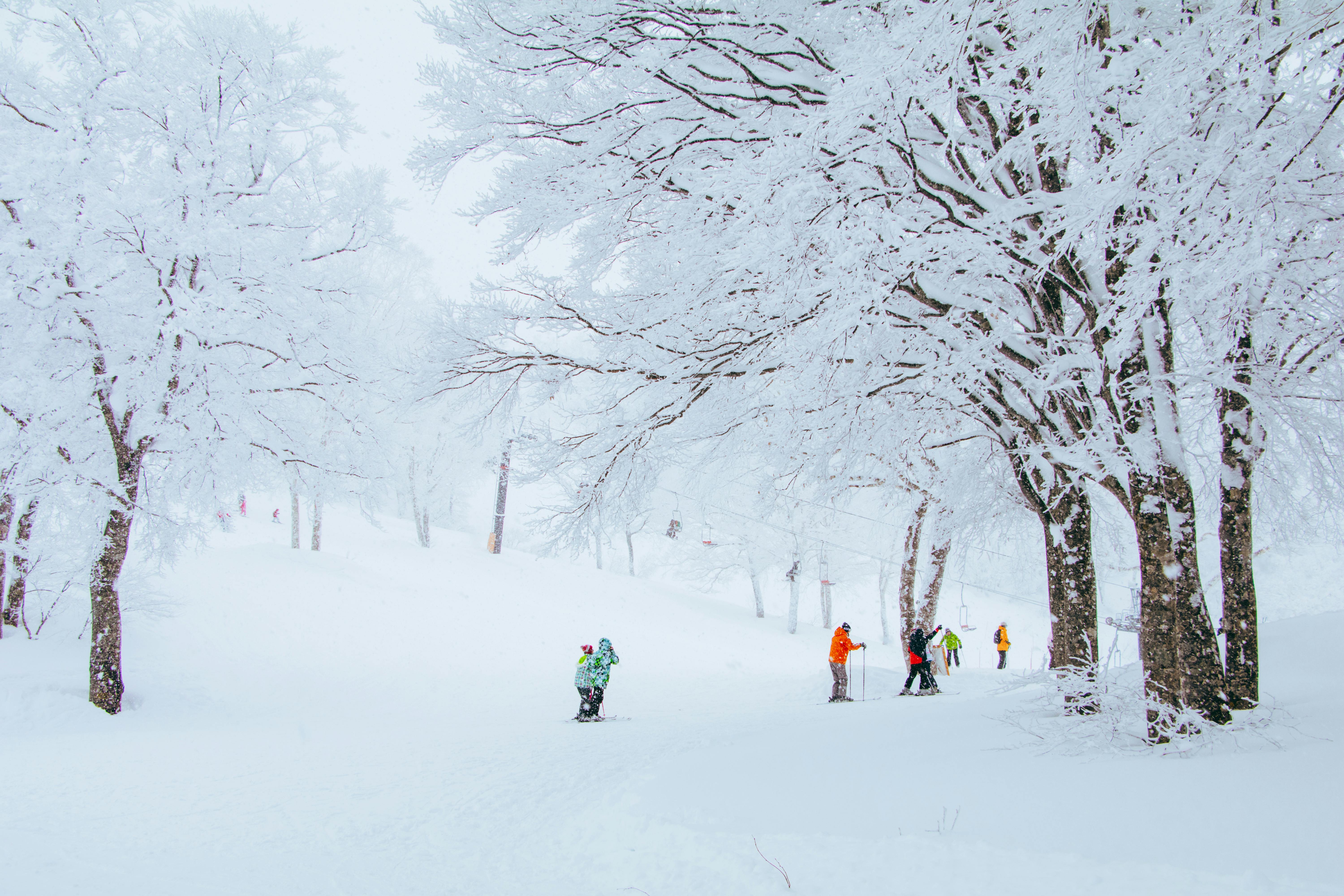 People in colorful winter clothing walk and ski among tall trees covered in heavy snow, creating a bright, peaceful winter scene in a snowy forest. The sky is overcast, and the ground is blanketed in white.