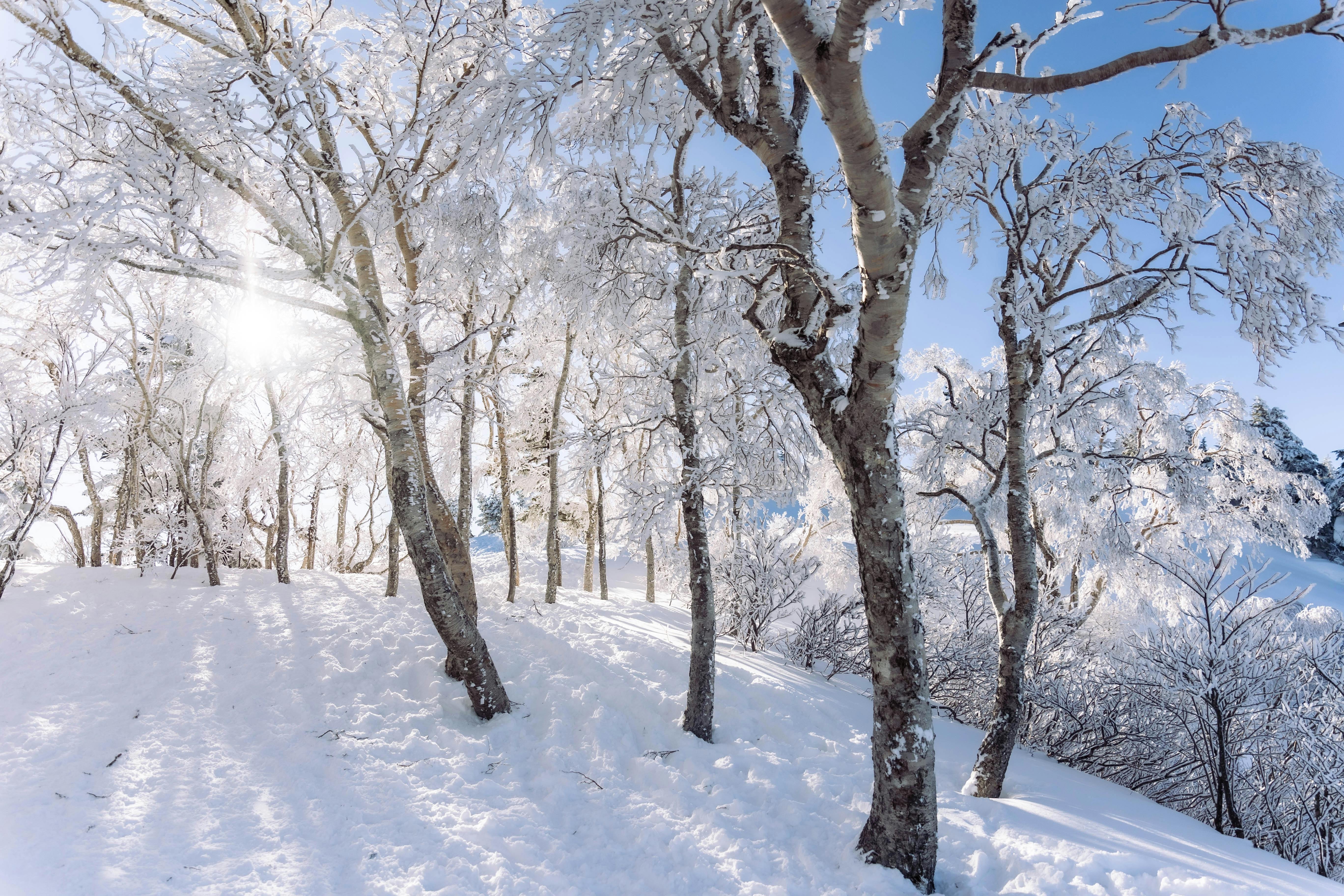 Snow-covered trees stand on a sunlit hill under a clear blue sky, with sunlight streaming through the branches and fresh snow blanketing the ground.