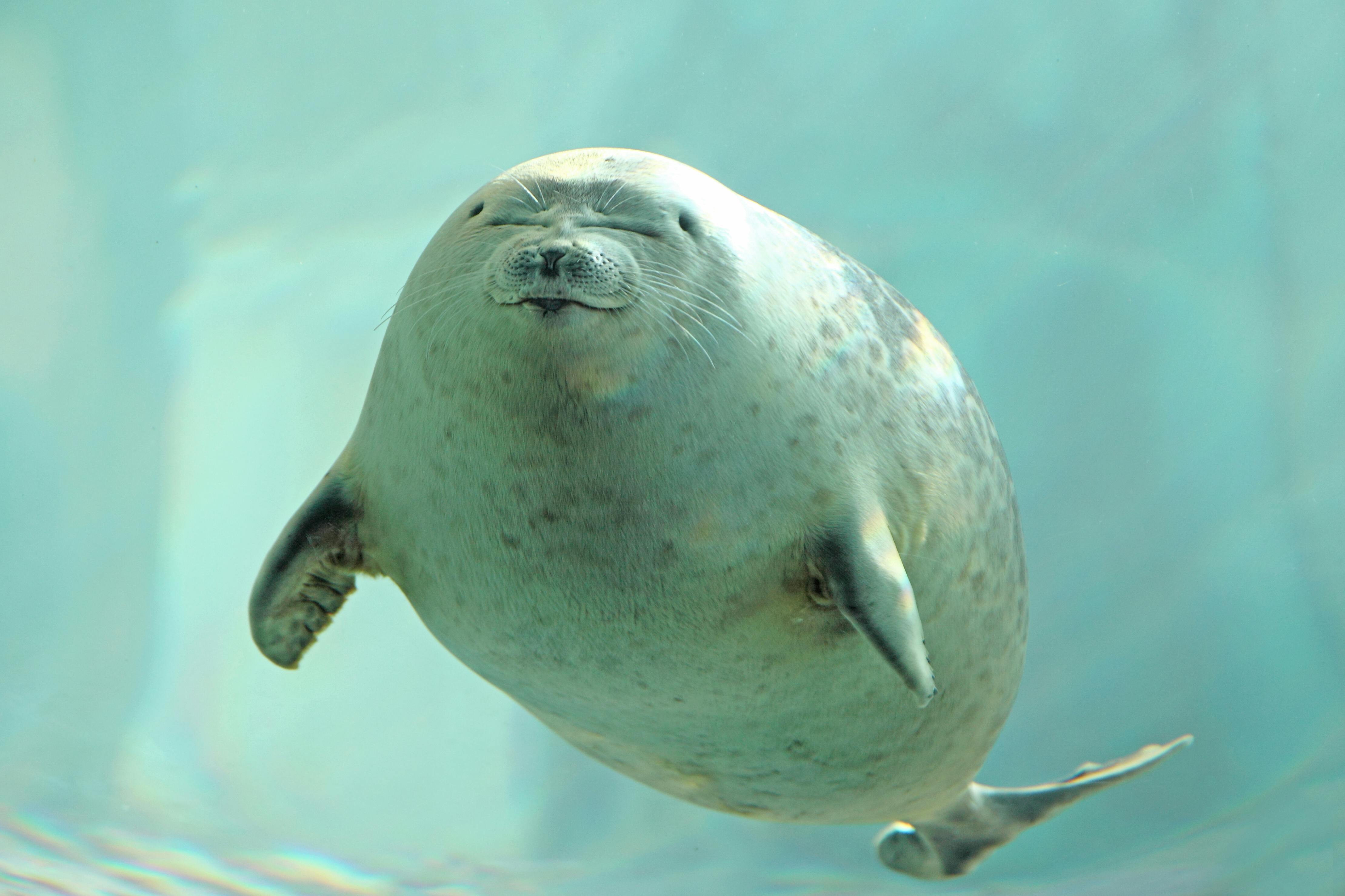 A round, spotted seal floats underwater with its eyes closed and mouth slightly upturned, appearing to smile peacefully in clear blue water.
