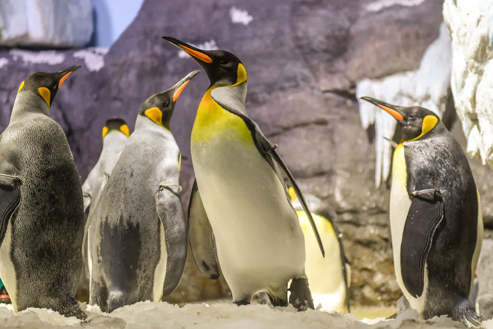 Osaka Aquarium Kaiyukan A group of emperor penguins standing on snow inside an indoor exhibit, surrounded by rocky and icy surfaces. The penguins are mostly facing left, with yellow and black markings on their heads and orange patches on their necks.