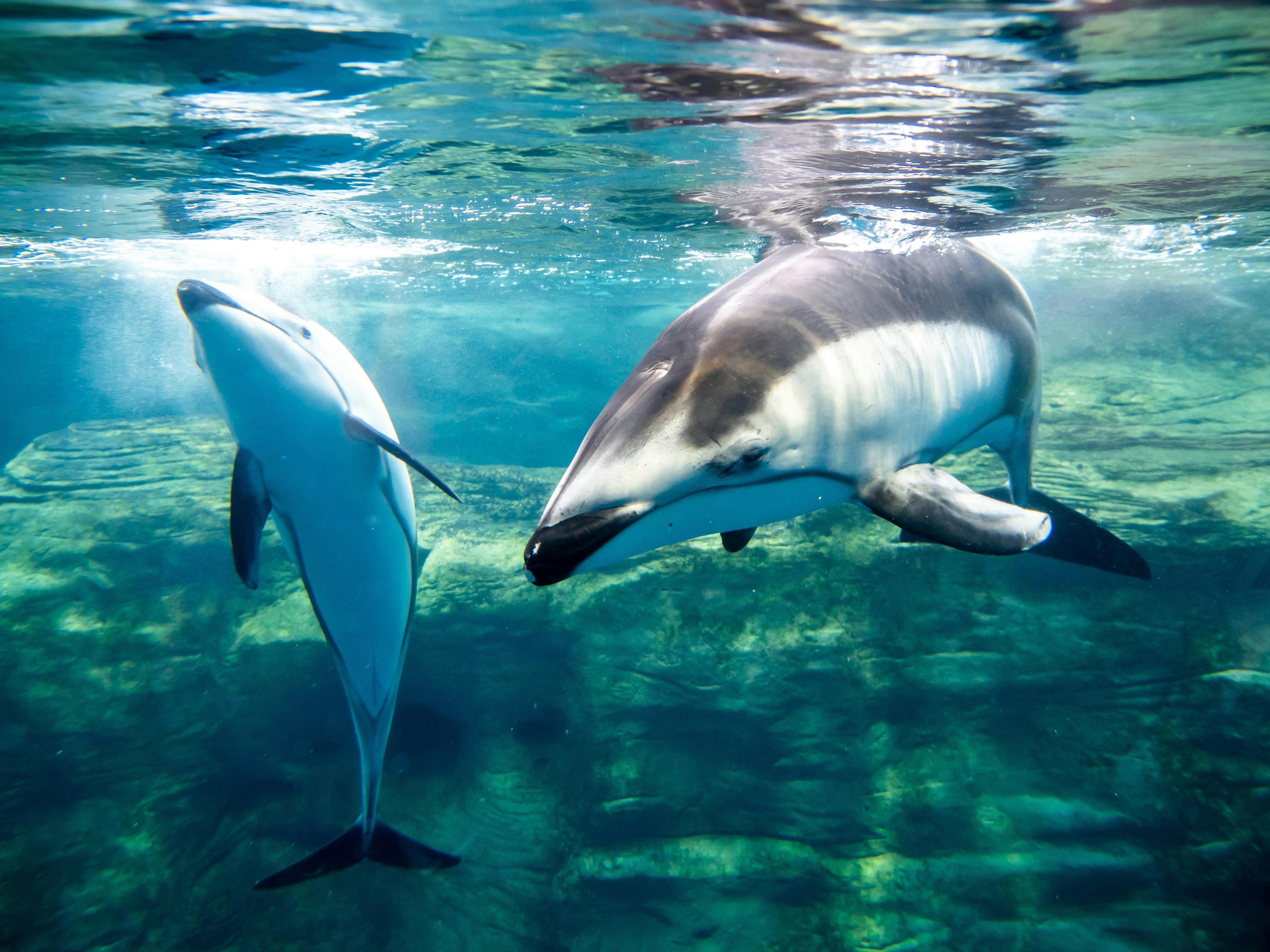 Two dolphins swim gracefully underwater in clear blue water, with sunlight filtering through the surface and rocks visible below them.