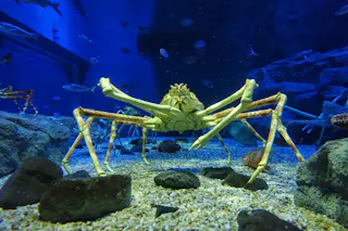 A large spider crab stands on the sandy floor of an aquarium, surrounded by rocks and swimming fish, with blue lighting illuminating the underwater scene.