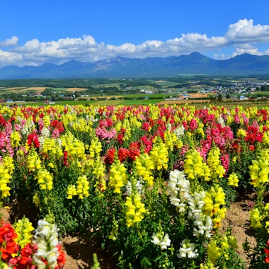 Flower Land Kamifurano Flower Land Kamifurano