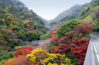 A winding road runs alongside a forested valley filled with vibrant autumn foliage in red, orange, yellow, and green hues, with hills rising in the background under a pale sky.