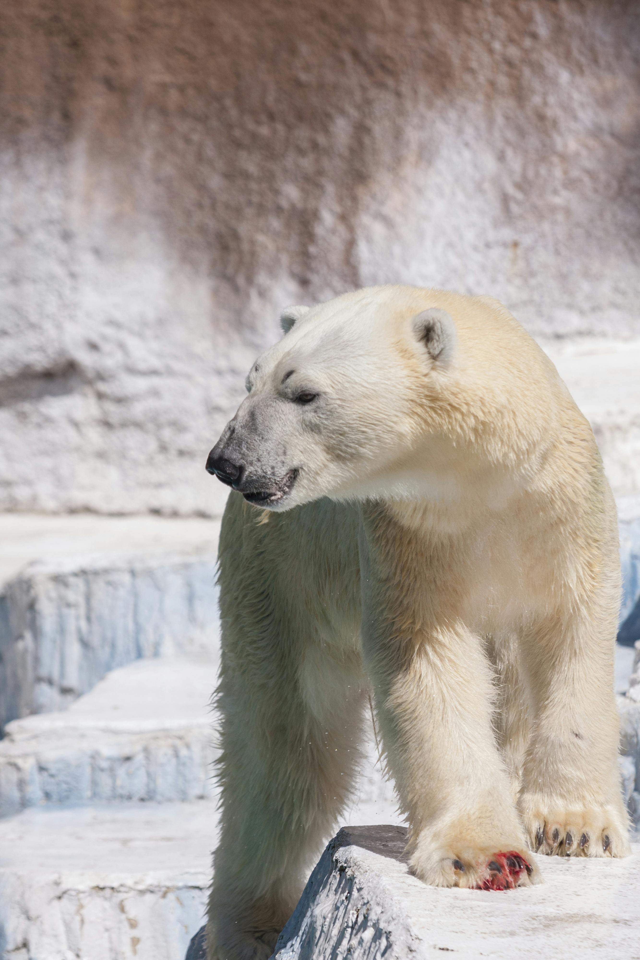 A polar bear stands on icy, rocky terrain, looking to the left with its mouth slightly open. The scene is bright and the bear's white fur blends with the snowy background.