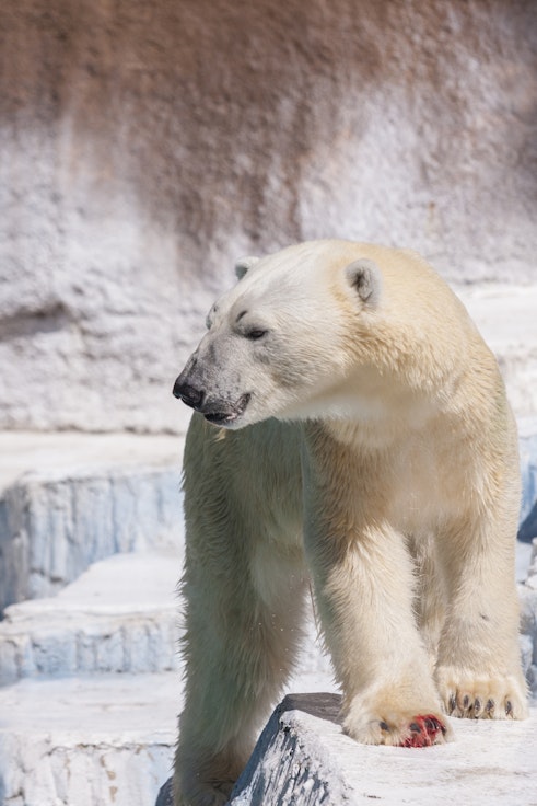 Osaka Tennoji Zoo