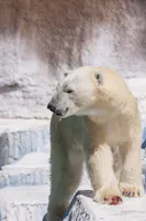 A polar bear stands on icy, rocky terrain, looking to the left with its mouth slightly open. The scene is bright and the bear's white fur blends with the snowy background.