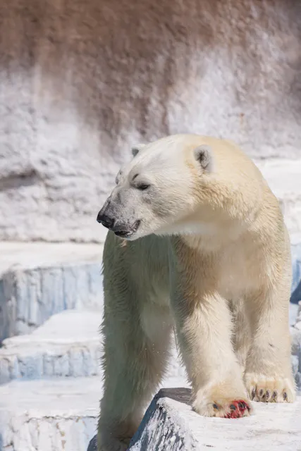A polar bear stands on icy, rocky terrain, looking to the left with its mouth slightly open. The scene is bright and the bear's white fur blends with the snowy background.