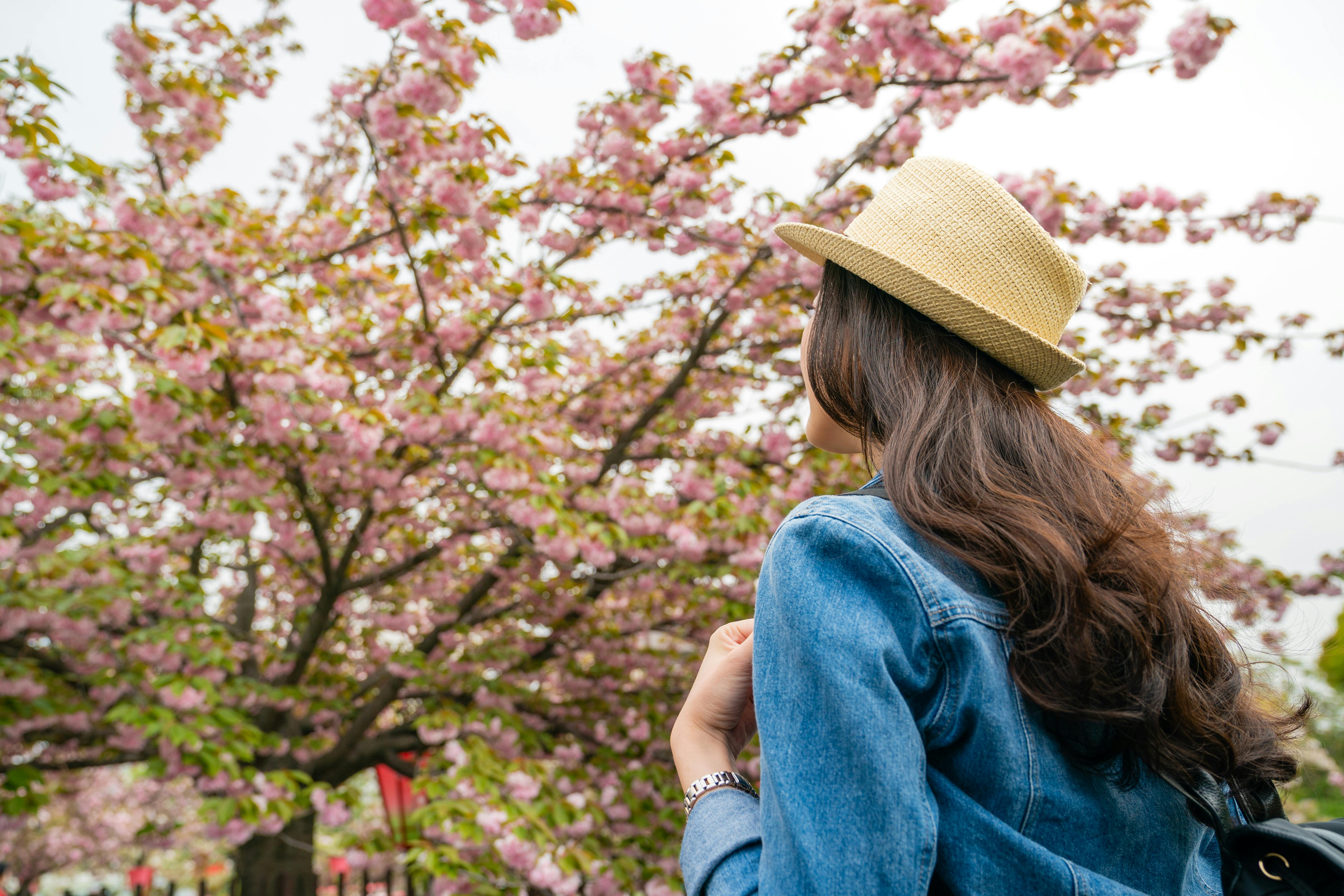 A woman wearing a straw hat and denim jacket stands outdoors, looking at a tree full of pink cherry blossoms. The scene captures a peaceful moment during springtime.