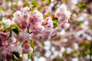 Close-up of cherry blossom branches covered in clusters of soft pink flowers and fresh green leaves, with a blurred background of more blossoms and foliage.
