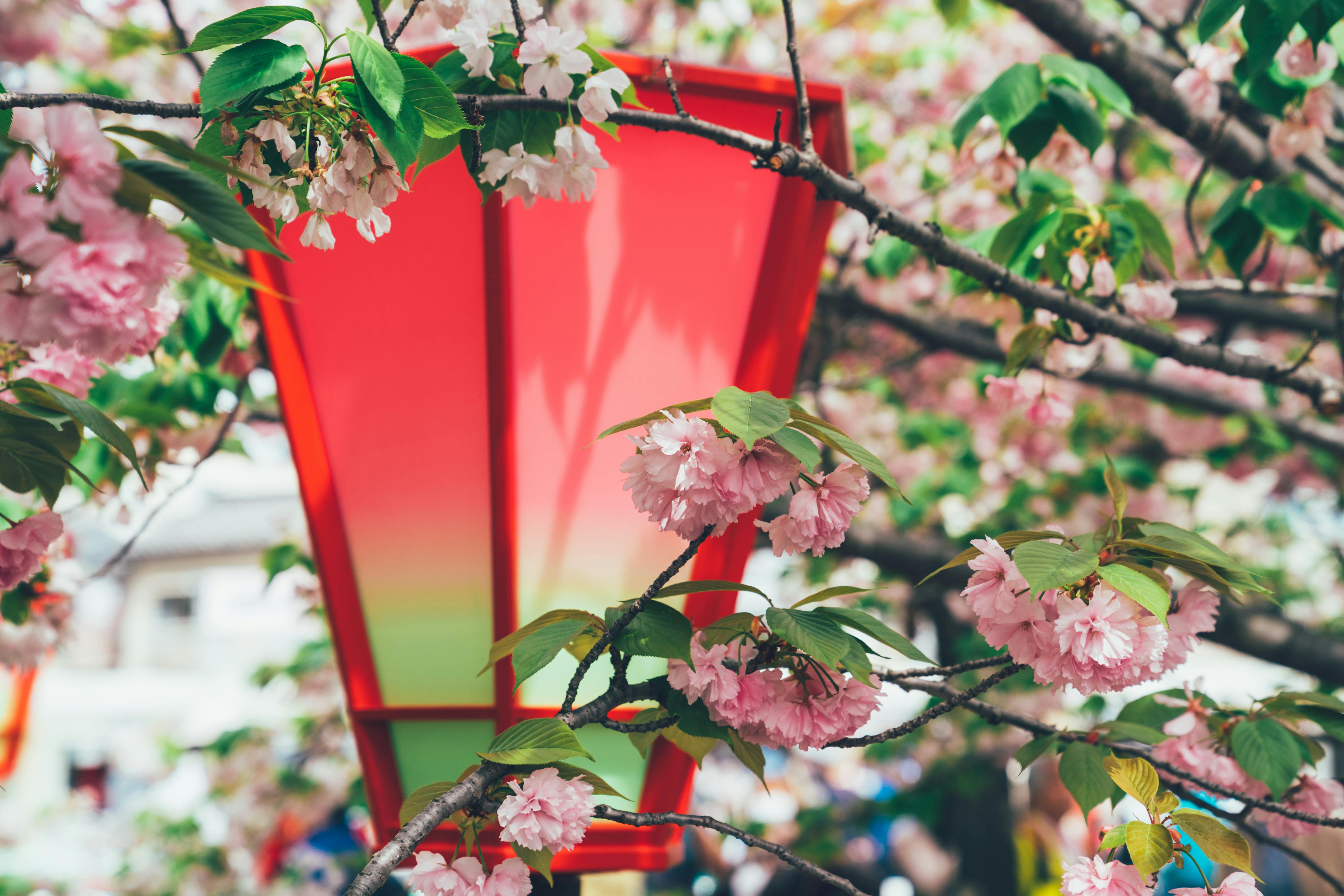 A red and green paper lantern hangs among branches of a cherry blossom tree with clusters of pink flowers and green leaves. The background is softly blurred, highlighting the vibrant colors of the lantern and blossoms.