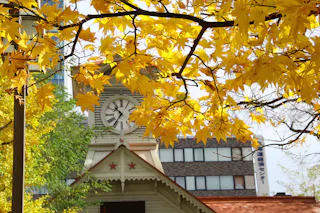 Yellow autumn leaves frame a historic clock tower, partially visible behind the branches. In the background, modern buildings rise against a clear sky.