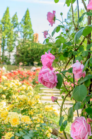 Close-up of pink roses growing on a vine in a garden, with yellow and red flowers blurred in the background and tall green trees on a sunny day.