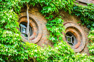 Two round brick-framed windows on a building wall are partially covered by lush green ivy, creating a whimsical, nature-filled appearance.