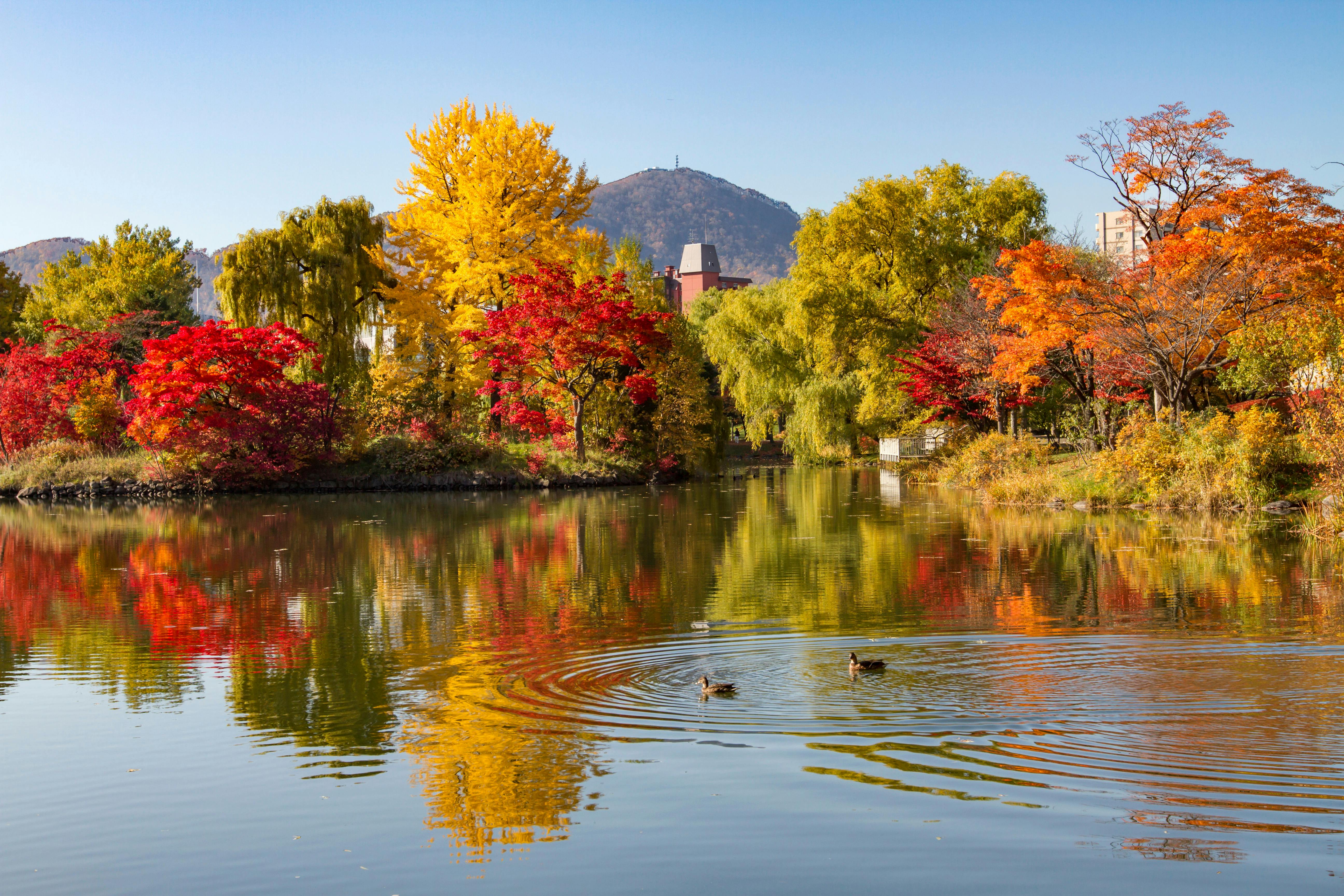 A serene lake reflects vibrant autumn trees in red, orange, and yellow, with two ducks swimming and gentle ripples in the water. Mountains and buildings appear in the background under a clear blue sky.