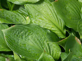 Large, green hosta leaves with prominent veins are covered in scattered water droplets, giving a fresh and vibrant appearance. The leaves overlap and fill the entire frame.