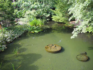 A serene pond surrounded by lush green trees and plants, with two round stone platforms partially submerged in the water, one covered with moss and rocks. The surface of the pond has a green tint.