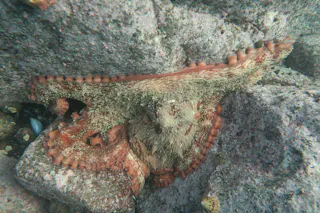 An octopus blends into rocky surroundings underwater, its body and tentacles camouflaged against the textured gray rocks, with hints of reddish-brown visible along its arms.