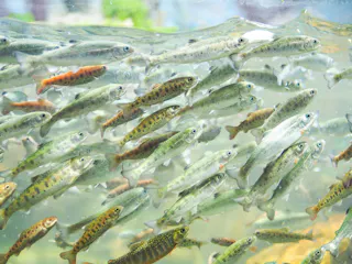 A dense school of small fish with silver, green, and brown speckled patterns swim together in clear water. The background is slightly blurred, highlighting the movement and variety of the fish.