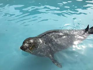 A spotted seal swims near the surface of clear blue water, with its head and flippers visible above the waterline and light reflecting off its wet, shiny body.