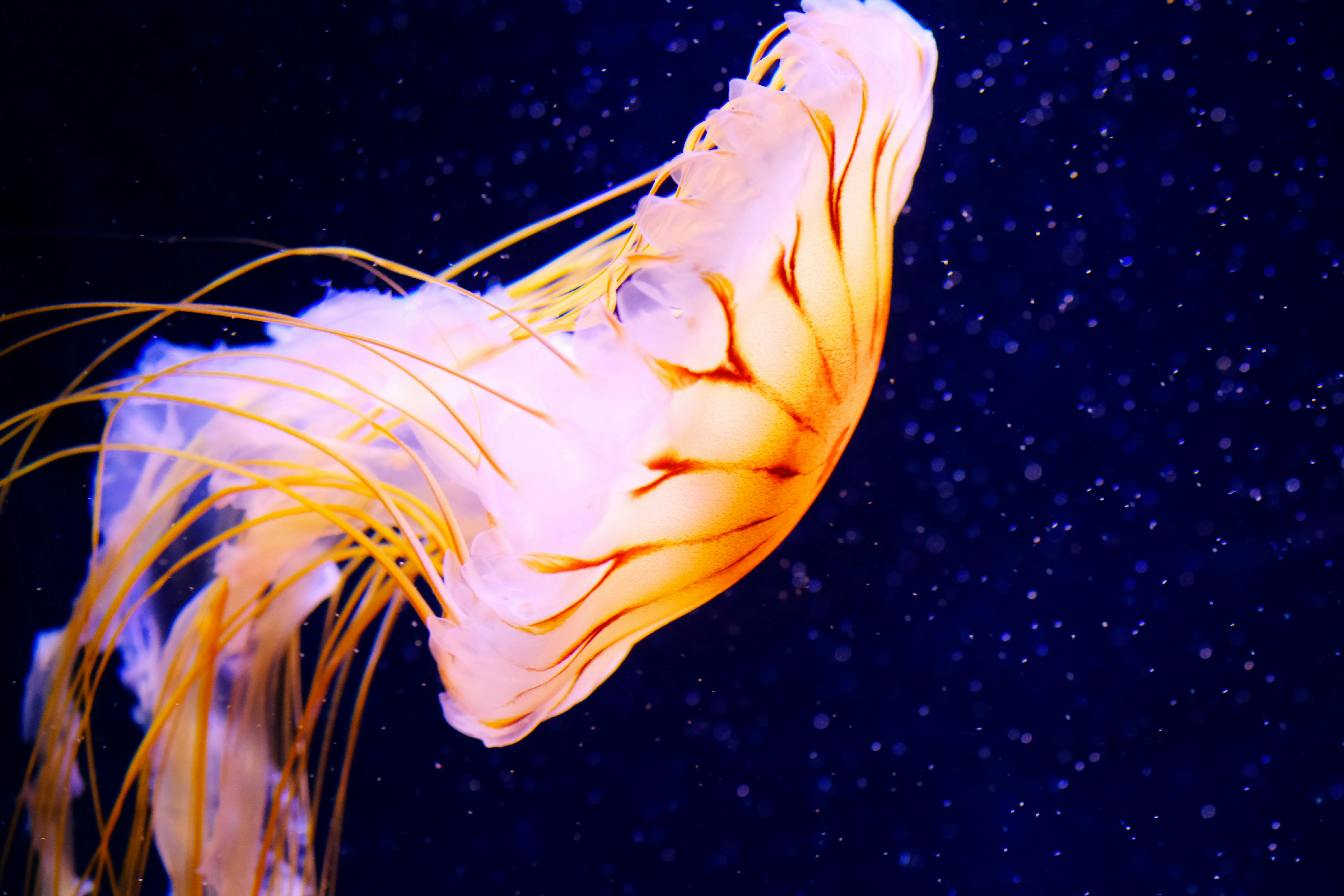 A vibrant orange and yellow jellyfish floats gracefully against a deep blue background, with its delicate tentacles trailing behind and small bubbles or particles surrounding it.