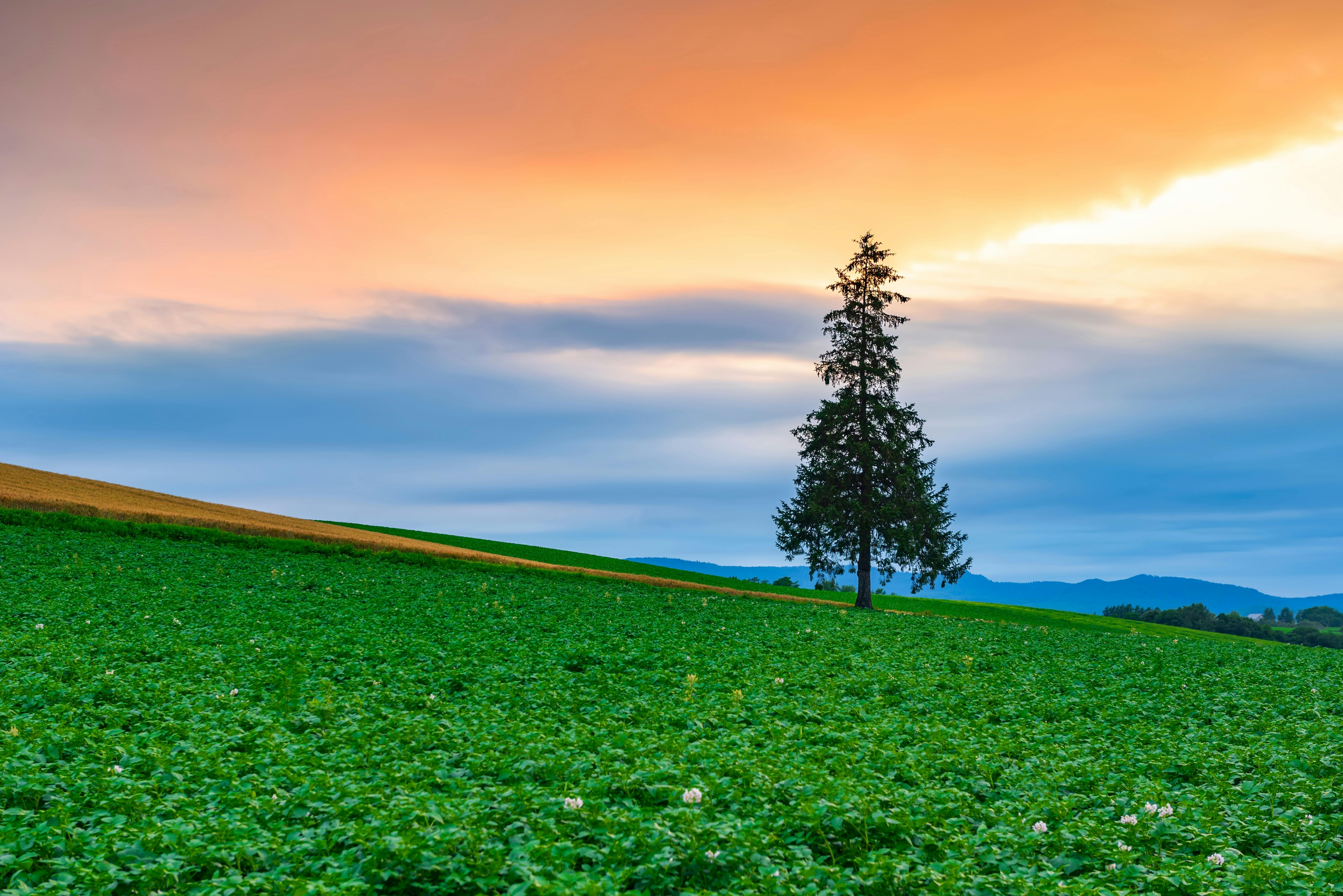A single tall tree stands in the middle of a lush green field under a dramatic sunset sky, with orange and blue hues blending above gently rolling hills.