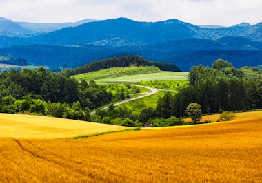 Biei Patchwork Road
