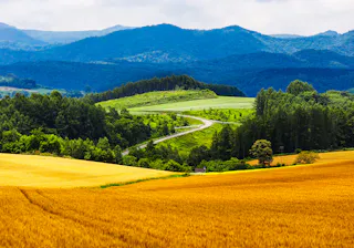 A winding road cuts through lush green hills, surrounded by golden fields of crops. Dense forests and distant blue mountains create a layered landscape under a partly cloudy sky.