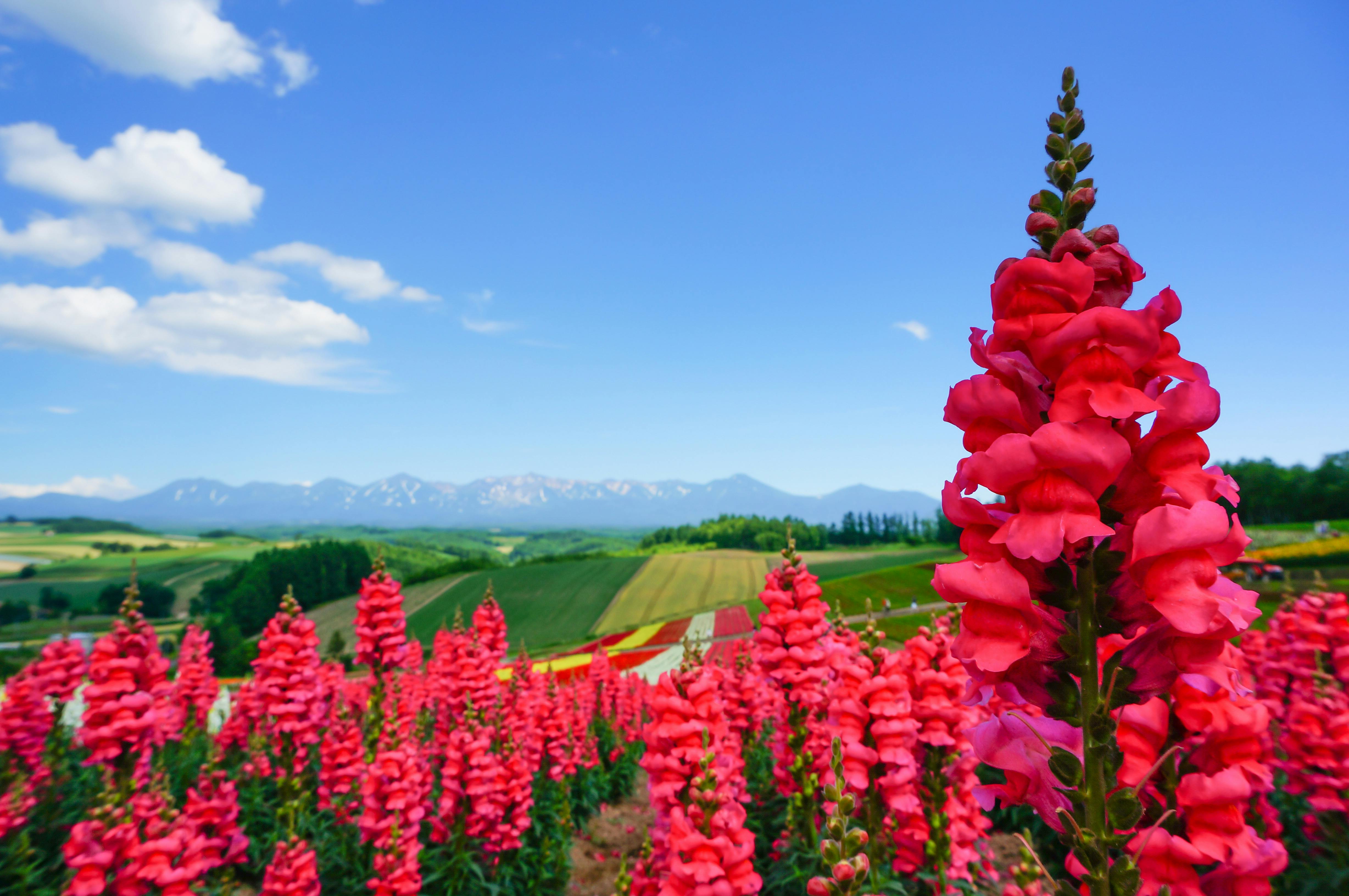 A vibrant field of tall pink flowers blooms under a bright blue sky with scattered clouds, with green rolling hills and distant mountains in the background.