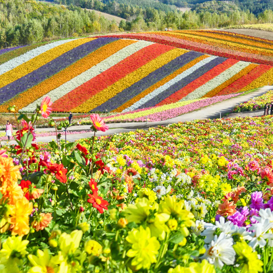 Shikisai No Oka Hill Of Seasonal Colors In Hokkaido Hi Trip To shikisai-no-oka-hill-of-seasonal-colors-in-hokkaido-hi-trip-to