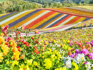 A vibrant hillside covered in colorful rows of blooming flowers, with people walking along paths between the flower fields. The landscape is lush and bright, with a variety of flowers in red, yellow, purple, and white.
