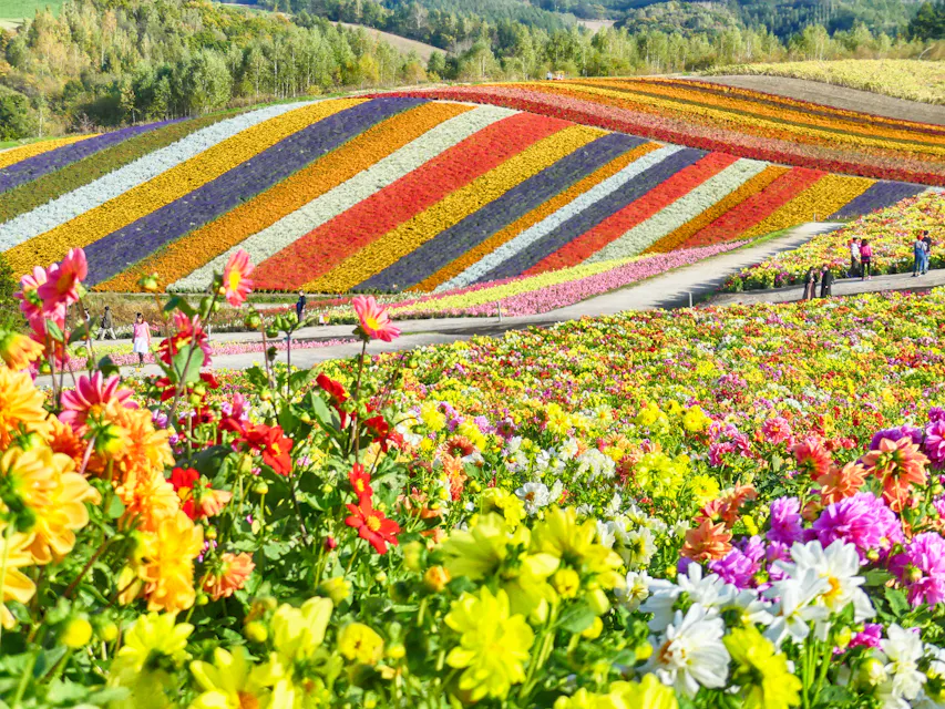 Shikisai no Oka lies on the Panorama Road course south of Biei Station. Stripes of red, yellow, purple and white flowers covering a hillside at Shikisai no Oka in Biei