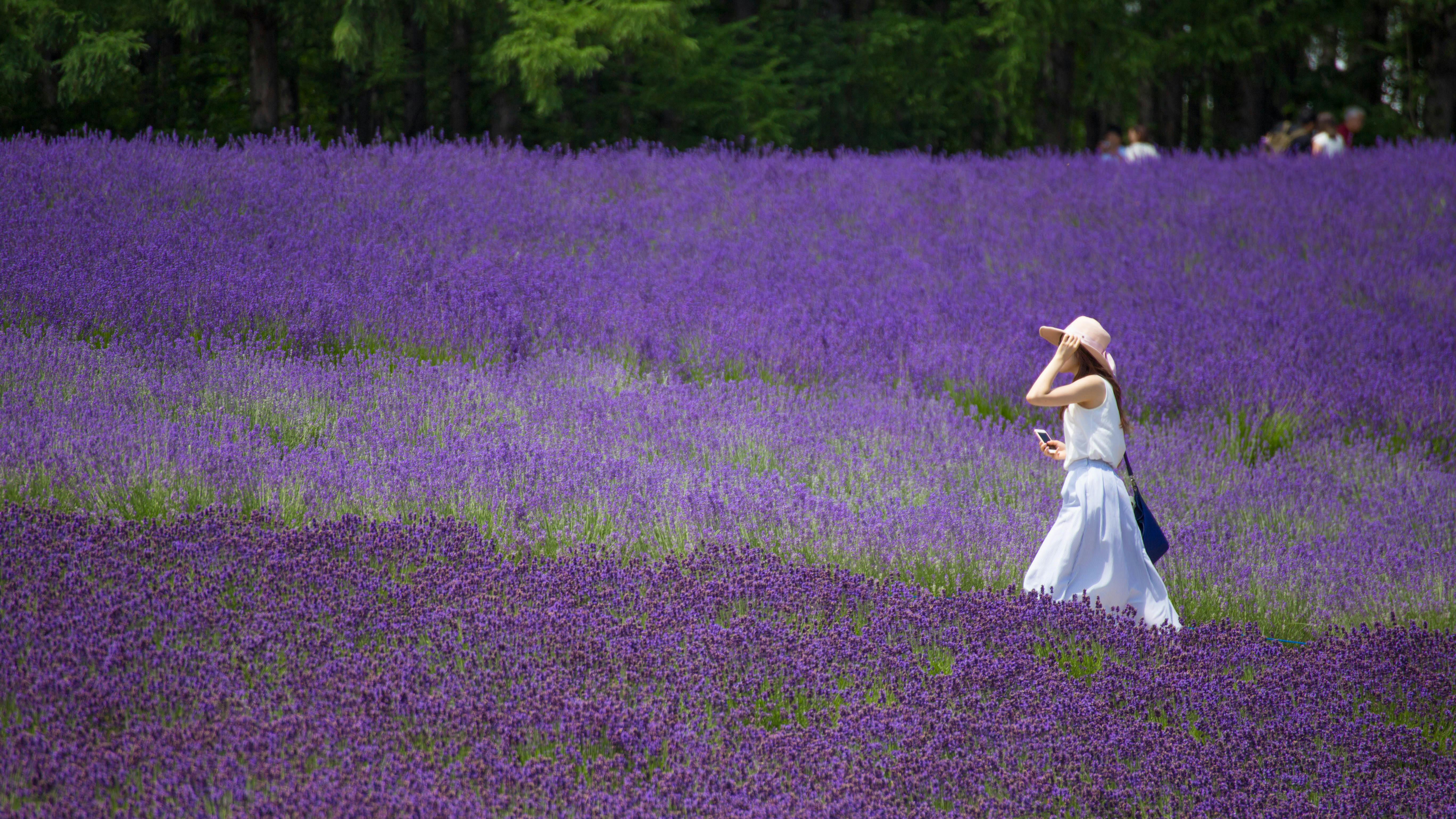 A woman in a white dress and pink hat walks through a vibrant lavender field, surrounded by blooming purple flowers, with green trees in the background.