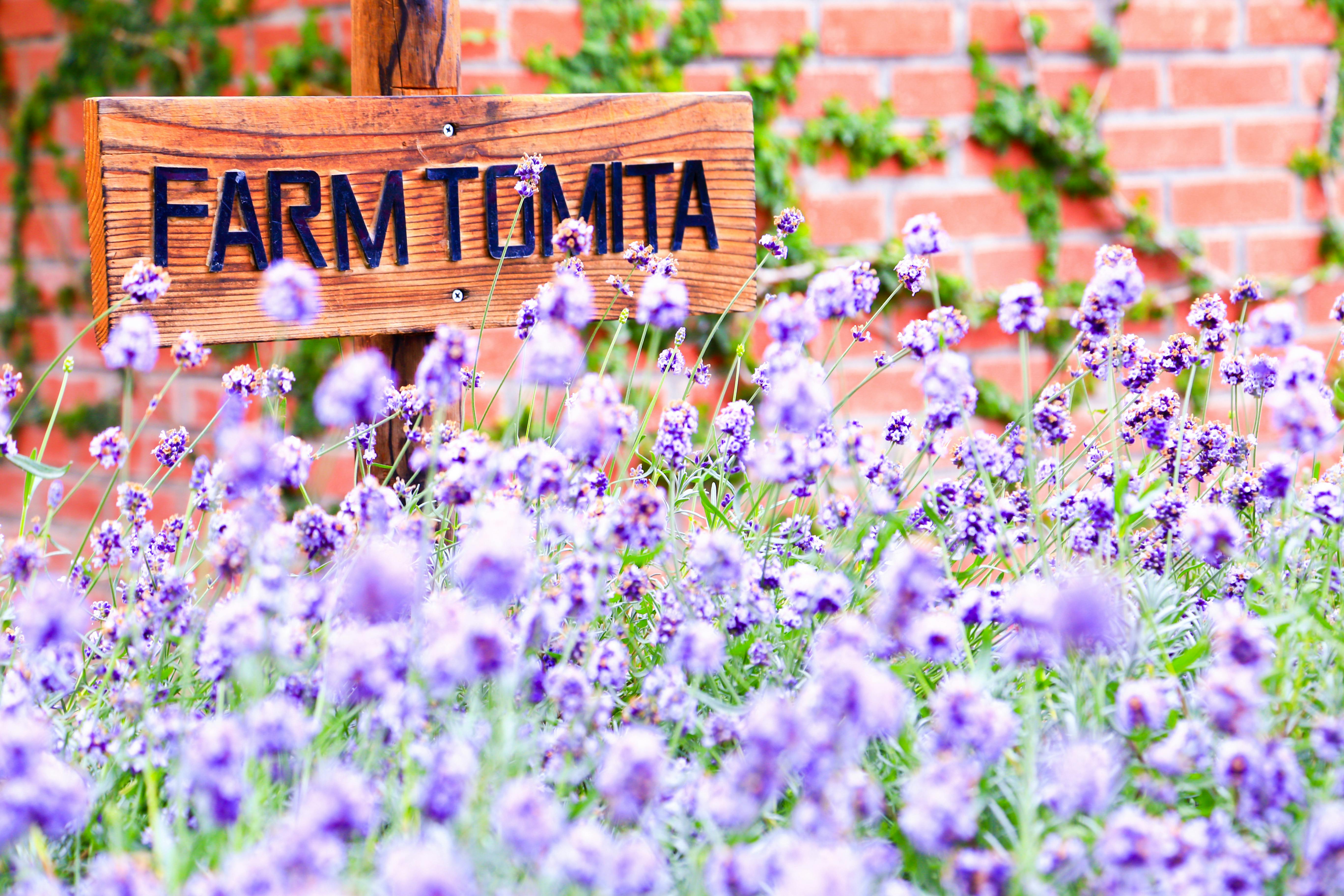 A wooden sign reading "Farm Tomita" stands amid a field of blooming purple flowers, with a red brick wall and green vines in the background.